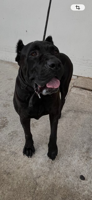 Shelter Stray Female Dog last seen Near BLOCK NW 141ST ST, 3599 NW 79th Ave, Doral, FL 33122, USA