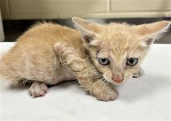 Shelter Stray Male Cat last seen Near BLOCK HURSTON AVE, 232 Eslinger Way, Sanford, FL 32773, USA