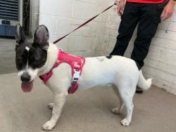 Shelter Stray Male Dog last seen N MOUNTAIN VIEW AVE X W 5TH ST, 333 Chandler Pl, San Bernardino, CA 92408, USA