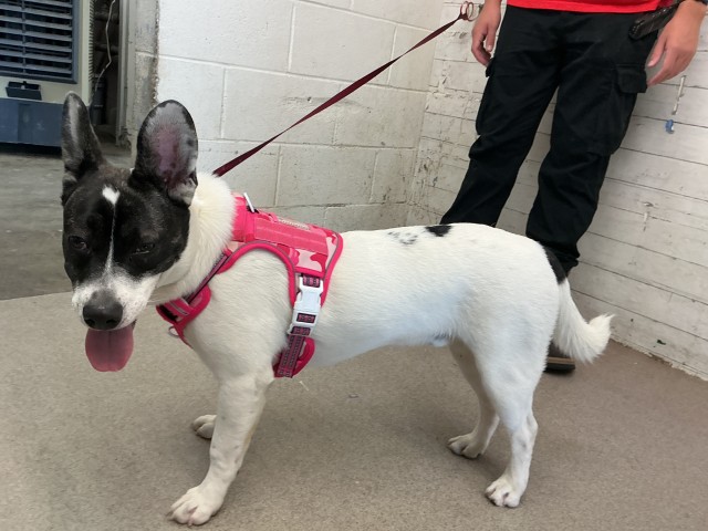 Shelter Stray Male Dog last seen N MOUNTAIN VIEW AVE X W 5TH ST, 333 Chandler Pl, San Bernardino, CA 92408, USA