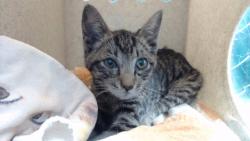 Shelter Stray Male Cat last seen , 11258 Garfield Ave, Downey, CA 90242, USA