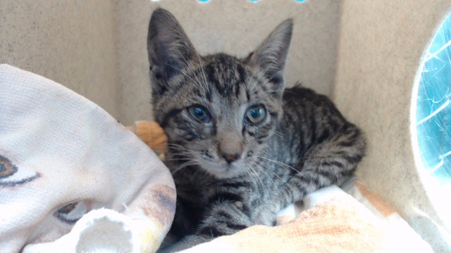 Shelter Stray Male Cat last seen , 11258 Garfield Ave, Downey, CA 90242, USA