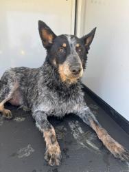 Shelter Stray Female Dog last seen WIBLE RD / PACHECO RD , BAKERSFIELD CA, 201 S Mt Vernon Ave, Bakersfield, CA 93307, USA