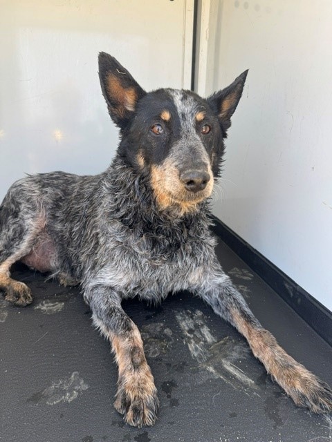 Shelter Stray Female Dog last seen WIBLE RD / PACHECO RD , BAKERSFIELD CA, 201 S Mt Vernon Ave, Bakersfield, CA 93307, USA