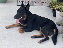 Found/Stray Male Dog last seen Lone Juniper St, Crosby, TX 77532