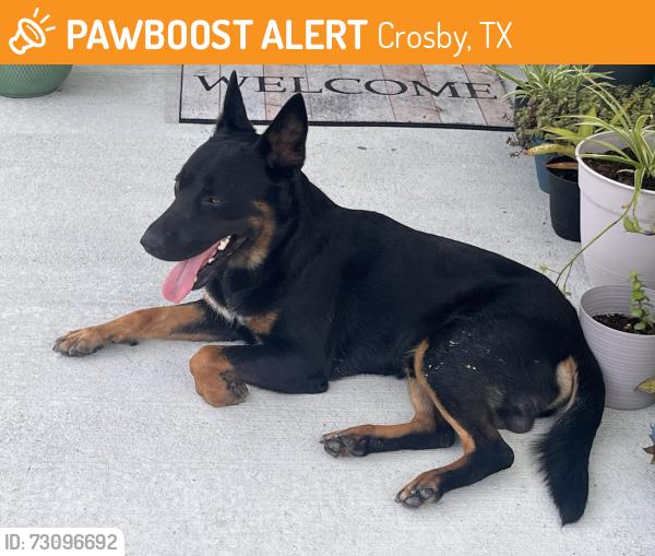 Found/Stray Male Dog last seen Lone Juniper St, Crosby, TX 77532