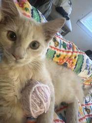 Lost Male Cat last seen Summer st and e gray ave, Mooresville, NC 28115