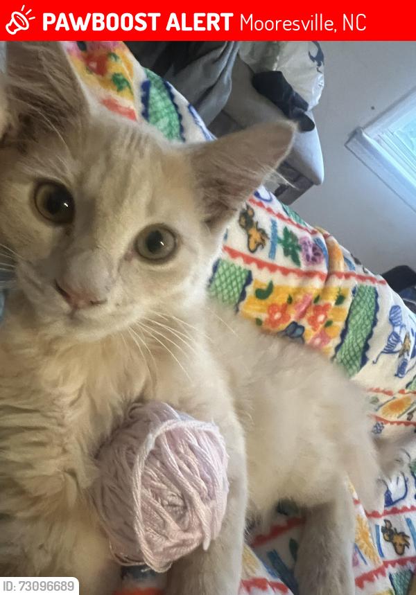 Lost Male Cat last seen Summer st and e gray ave, Mooresville, NC 28115