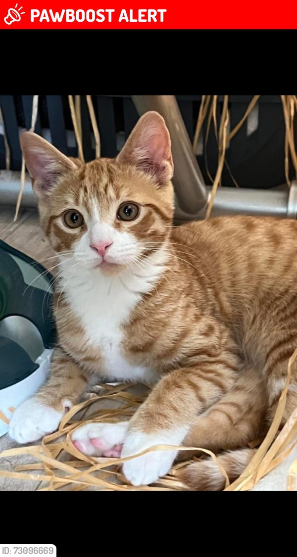 Lost Male Cat last seen Duke street, Derby, England DE1 3BX