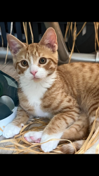 Lost Male Cat last seen Duke street, Derby, England DE1 3BX