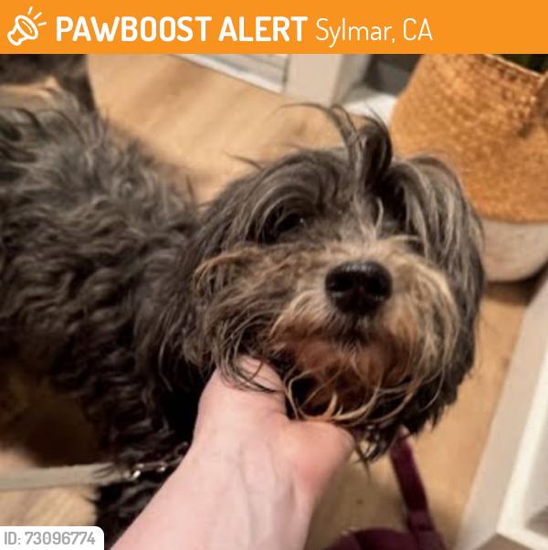 Found/Stray Male Dog last seen Veterans Park, Sylmar, Sylmar, CA 91342
