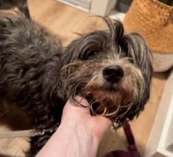 Found/Stray Male Dog last seen Veterans Park, Sylmar, Sylmar, CA 91342