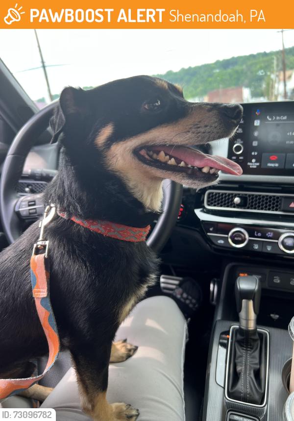 Found/Stray Male Dog last seen Bower ST, Shenandoah, PA 17976