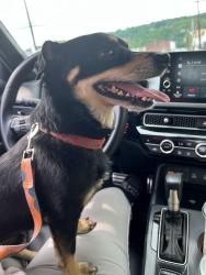 Found/Stray Male Dog last seen Bower ST, Shenandoah, PA 17976