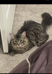 Lost Male Cat last seen Near s Palo verde st Mesa az 85209, Mesa, AZ 85209