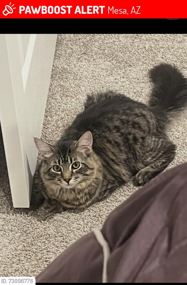 Lost Male Cat last seen Near s Palo verde st Mesa az 85209, Mesa, AZ 85209