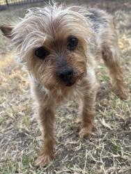 Reunited Female Dog last seen Grand Ave, Covina, CA, USA, Covina, CA 91723