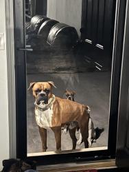 Reunited Male Dog last seen South Main Street and Forest Rd, Doña Ana County, NM 88047