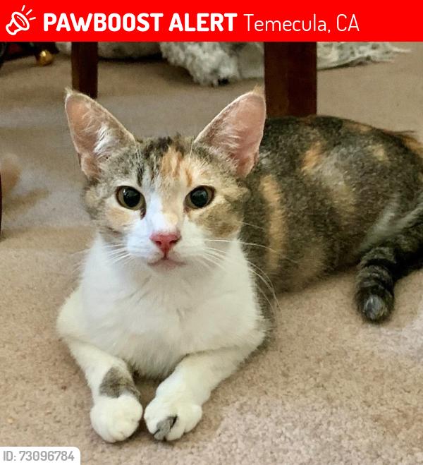 Lost Female Cat last seen last seen near Sycamore Terrace apmts in Temecula (off Margarita Rd & Via La Vida)., Temecula, CA 92590