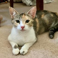 Lost Female Cat last seen last seen near Sycamore Terrace apmts in Temecula (off Margarita Rd & Via La Vida)., Temecula, CA 92590