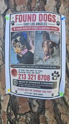 Found/Stray Unknown Dog last seen Arizona ave, Los Angeles, CA 90004