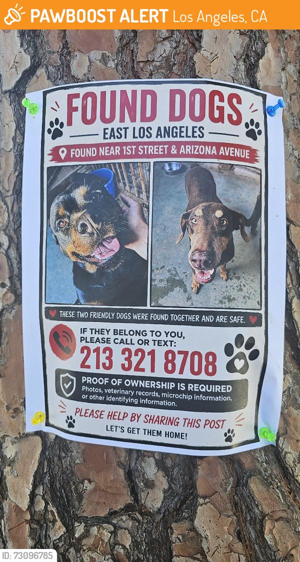 Found/Stray Unknown Dog last seen Arizona ave, Los Angeles, CA 90004