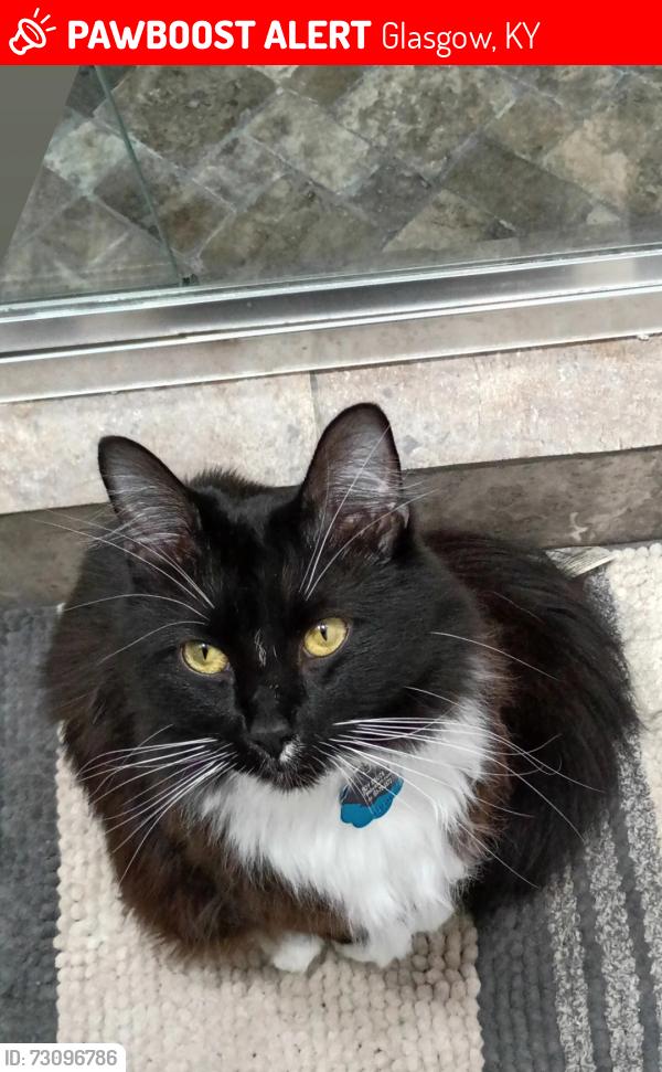 Lost Male Cat last seen Cedar St & W. Cherry St, Glasgow, KY 42141