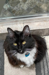 Lost Male Cat last seen Cedar St & W. Cherry St, Glasgow, KY 42141