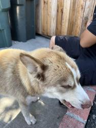 Found/Stray Male Dog last seen Florin High School, Sacramento, CA 95828