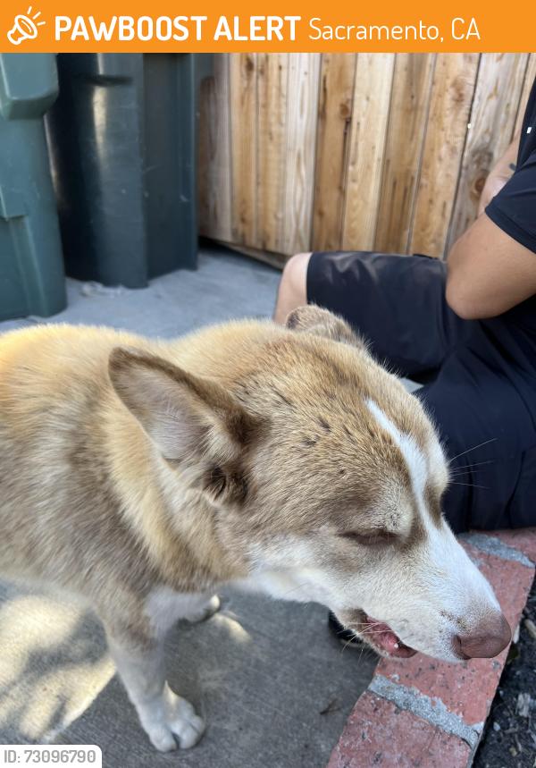 Found/Stray Male Dog last seen Florin High School, Sacramento, CA 95828