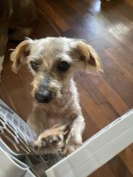 Lost Male Dog last seen Crenshaw Park, Pasadena, TX 77504