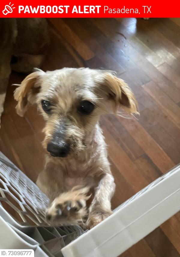 Lost Male Dog last seen Crenshaw Park, Pasadena, TX 77504