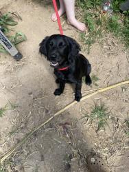 Found/Stray Female Dog last seen Jamestown Rd, Kathy Rd, Burke County, NC 28655