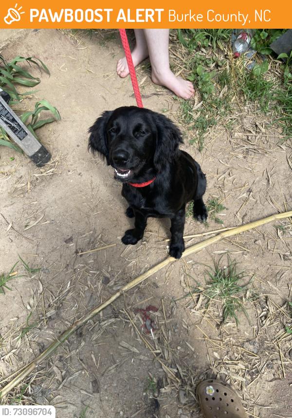 Found/Stray Female Dog last seen Jamestown Rd, Kathy Rd, Burke County, NC 28655