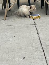 Reunited Male Cat last seen Wabansia and Linder , Chicago, IL 60639