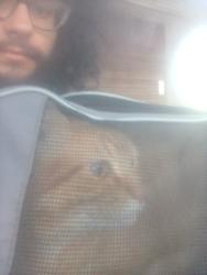 Lost Male Cat last seen Greensboro History Museum and the First Presbyterian Cemetery in the back, Greensboro, NC 27401