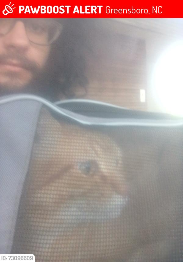 Lost Male Cat last seen Greensboro History Museum and the First Presbyterian Cemetery in the back, Greensboro, NC 27401