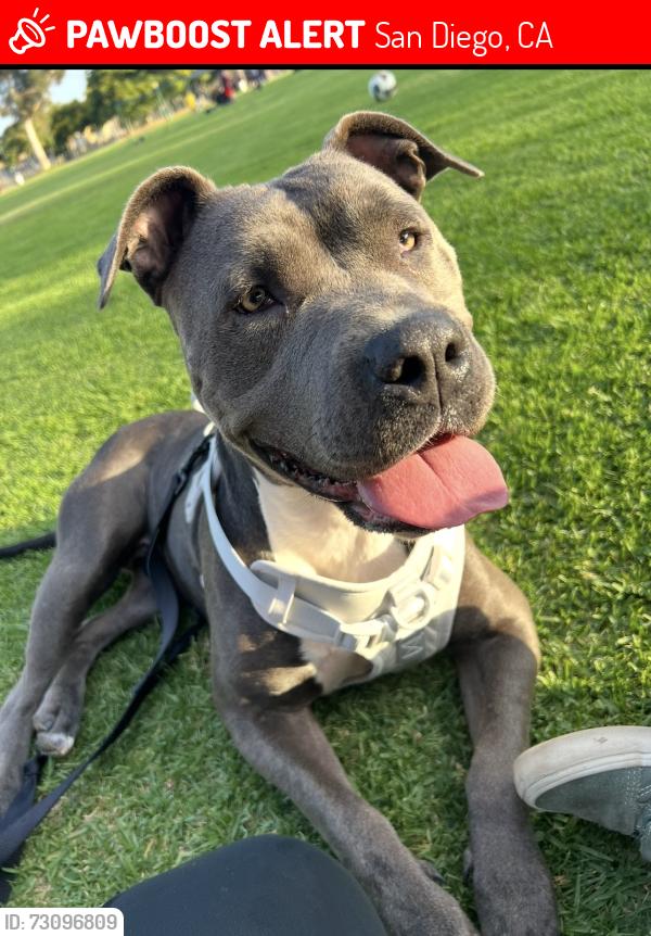 Lost Female Dog last seen Oceanview blv, San Diego, CA 92113