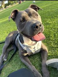 Lost Female Dog last seen Oceanview blv, San Diego, CA 92113
