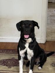 Lost Male Dog last seen Near Lakeside Dr., Aberdeen, NC 28315