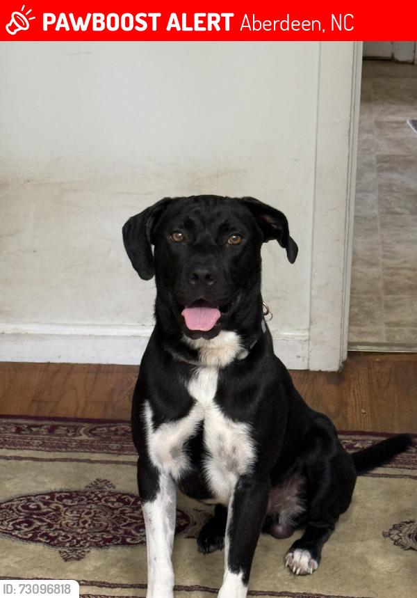 Lost Male Dog last seen Near Lakeside Dr., Aberdeen, NC 28315