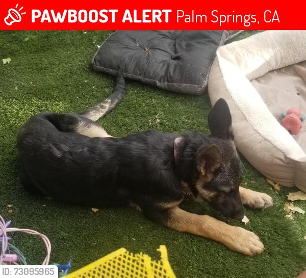 Lost Female Dog last seen Santa Cruz, Palm Springs, CA 92264