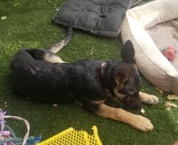 Lost Female Dog last seen Santa Cruz, Palm Springs, CA 92264