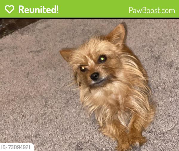 Reunited Female Dog last seen Herb White, Pittsburg, CA 94565