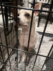 Found/Stray Male Dog last seen Bois D’Arc and Courtney Lane, McKinney, TX 75071