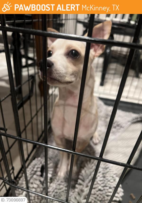 Found/Stray Male Dog last seen Bois D’Arc and Courtney Lane, McKinney, TX 75071