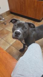 Reunited Female Dog last seen Near to food lion store, Indian Trail, NC 28079