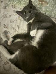 Lost Male Cat last seen Hazeltine and Hartsook, Los Angeles, CA 91423