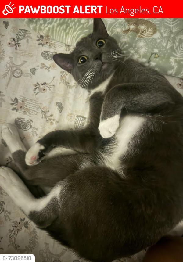Lost Male Cat last seen Hazeltine and Hartsook, Los Angeles, CA 91423