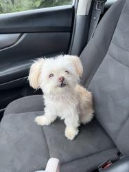 Reunited Female Dog last seen Willow Glenn Dr, Birmingham, AL 35215
